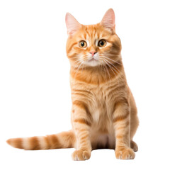 Obraz premium orange cat sitting cut out background
