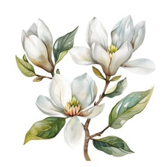 Fototapeta premium Magnolia Watercolor. White Flower Illustration for Printing Design on Invitation and Card