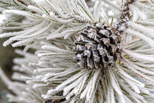 Extreme close up of a frosted evergreen pine cone against frosted needles; Calgary, Alberta, Canada