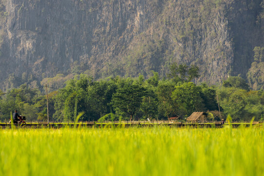 Rice field in the countryside near Kong Lor Cave; Khammouane Province, Laos