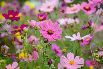 Fototapeta premium Pink Cosmos Flowers in a Garden