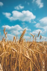 Fototapeta premium Golden wheat field under cloudy sky. Agricultural landscape and rural scenery. Banner, poster