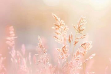 Fototapeta premium A field of gold rose grass with a soft, warm glow in the background.