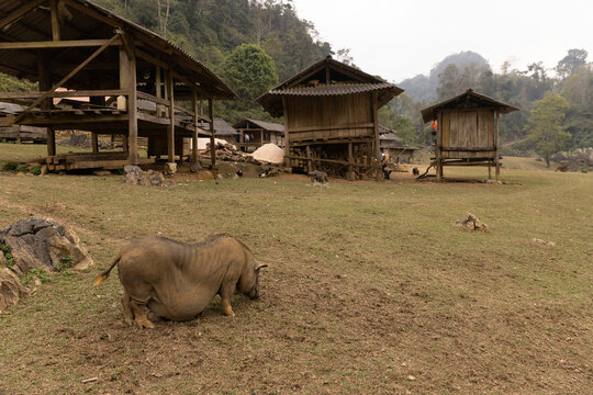 Large pig (Sus domesticus) grazes on a field in a Vietnamese village; Ta So village, Moc Chau District, Son La, Vietnam