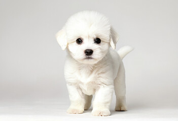 Obraz premium Adorable y tierno achorro de Bichon Frise