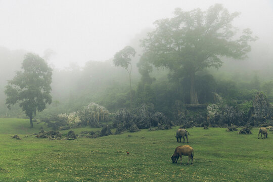 Cattle grazing on a farm field in the fog in a village in Vietnam; Ta So village, Moc Chau District, Son La, Vietnam