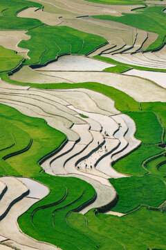Workers on the terraced rice fields at Khau Pha Pass in Vietnam; Khau Pha Pass, Cao Pha, Mu Cang Chai District, Yen Bai, Vietnam