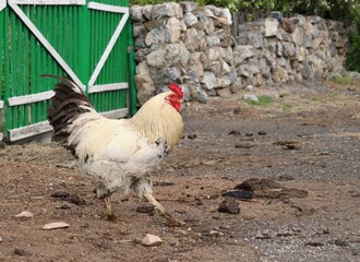 rooster in the farm