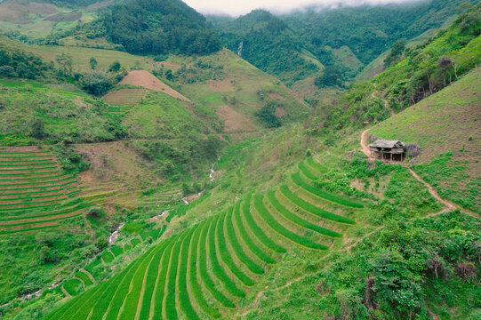 Terraced crops on hillsides in Tram Tau District of Vietnam; Tram Tau, Tram Tau District, Yen Bai, Vietnam