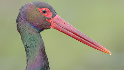 Black stork wild adult bird in spring marsh close-up