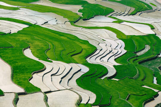 Green and white patterns of terraced farmland along the Khau Pha Pass in Vietnam; Cao Pha, Mu Cang Chai District, Yen Bai, Vietnam