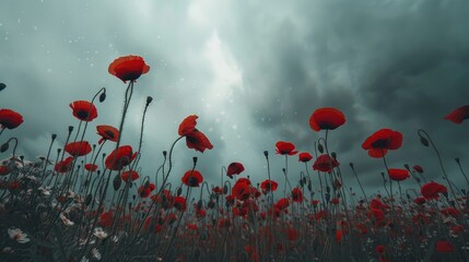 Obraz premium Viewing red poppies beneath a cloudy grey sky