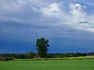 Polish landscape with a lonely tree before the storm
