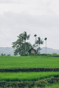Beautiful lush landscape in the area of Kacura Waterfall in Nusa Tenggara Timur, Indonesia; Tema Tana, Kecamatan Wewewa Timur, Kabupaten Sumba Barat Daya, Nusa Tenggara Timur, Indonesia