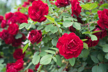 Beautiful blooming red rose flower close up in garden or park, outdoor