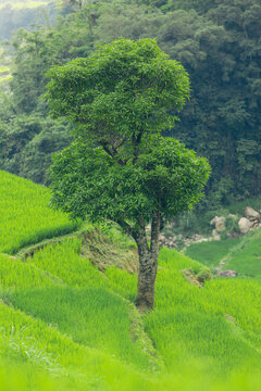 Tree grows in the middle of terraced rice fields in Son La, Vietnam; Nam Pam, Muong La District, Son La, Vietnam