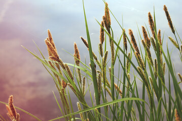 Obraz premium grass and water