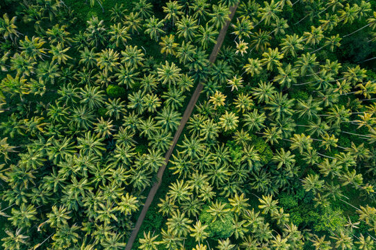 View from directly above of a trail leading through a forest of palm trees; Pasir Putih, Banggai Laut, Central Sulawesi, Indonesia