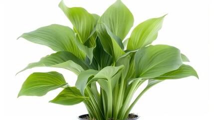 Fototapeta premium A green plant with leaves is in a black pot