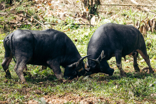 Buffalo fighting during Toraja traditional funeral rituals named Rambu Solo, in the Rante Pao area of North Toraja, Sulawesi, Indonesia; Rante Pao, North Toraja, South Sulawesi, Indonesia