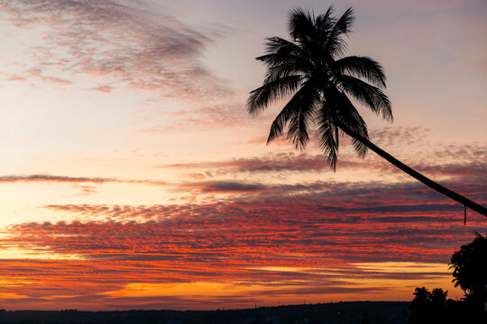 Vibrant glowing sky at sunset with silhouetted palm tree leaning out towards the middle of the image; Bai bien Tu Lam, Mui Ne, Vietnam