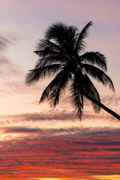 Vibrant glowing sky at sunset with silhouetted palm tree leaning out towards the middle of the image; Bai bien Tu Lam, Mui Ne, Vietnam