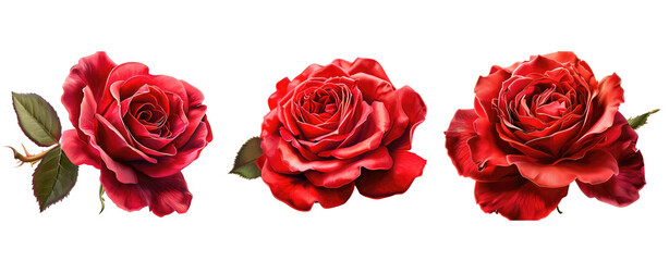 set of red rose and leaf close up cut out background