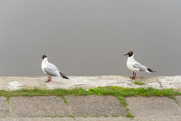 Black-headed gull walks on embankment river in city. Bird of common gull stands and looks on water. Rivergull chroicocephalus ridibundus on promenade. Birdlife family laridae. Freedom concept.