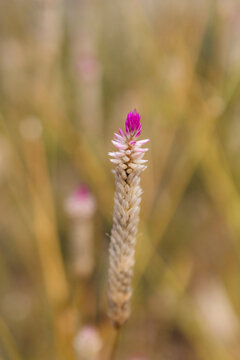 Close-up selective focus of a wild plant head with fuchsia on the tip; Bai Ong Cau, Dao, Con Son,Ba Ria-Vung Tau, Veitnam