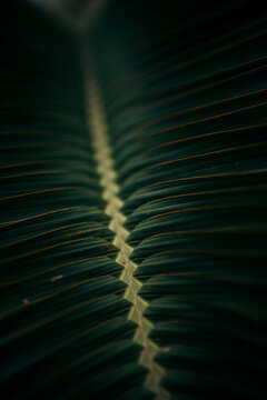 Intricate detail of patterns on a leaf; Con Dao, Ba Ria - Vung Tau, Vietnam