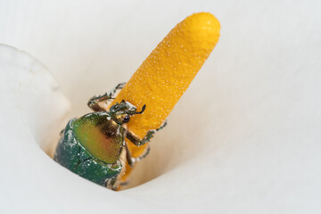 Rosenkäfer klettert am Blütenstand einer Calla