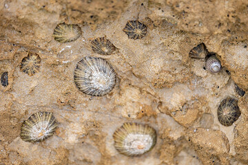 Close-up of marine fossils embedded in a rocky surface
