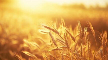Golden wheat field shining under the morning sun with dewdrops creating a sparkling effect. Harvest and agriculture concept.