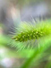 雨に濡れる猫じゃらしのマクロ撮影