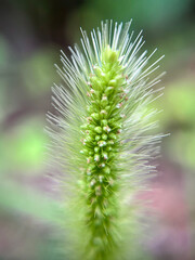 雨に濡れる猫じゃらしのマクロ撮影