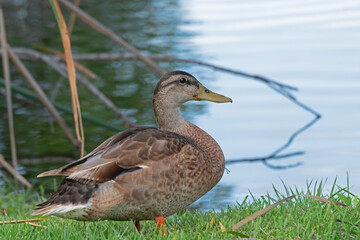 An adult female Mallard duck standing by a freshwater marsh.