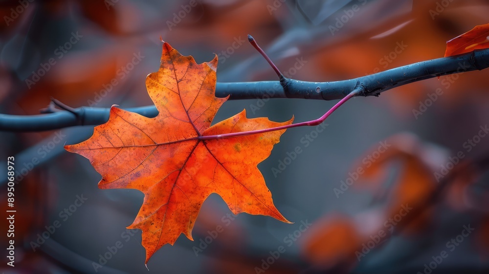 Poster red maple leaves