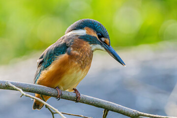 kingfisher , zimorodek