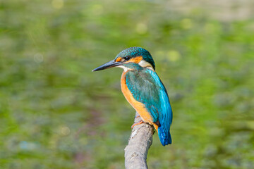 kingfisher , zimorodek