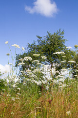 Obraz premium Field with lots of European wild carrots, white umbels against a blue sky with clouds