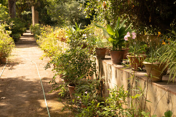 A stone path winds through a lush garden lined with potted plants