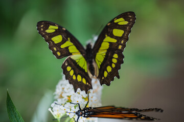 Butterfly Philaethria dido, the rare bamboo swallowtail or longwing dido. A butterfly from the Nymphalidae family.