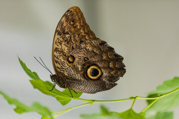 Butterfly Caligo Martia. Butterfly fromthe family Nymphalidae. The species can be found in Brazil.