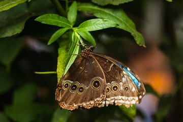 Butterfly Caligo Martia. Butterfly fromthe family Nymphalidae. The species can be found in Brazil.