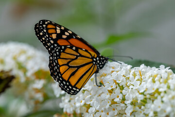 Danaus plexippus - a migratory butterfly from the Nymphalidae family called the Danaus plexippus, the monarch or the monarch.