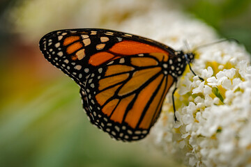 Danaus plexippus - a migratory butterfly from the Nymphalidae family called the Danaus plexippus, the monarch or the monarch.