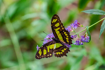 Butterfly Philaethria dido, the rare bamboo swallowtail or longwing dido. A butterfly from the Nymphalidae family.