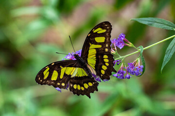 Butterfly Philaethria dido, the rare bamboo swallowtail or longwing dido. A butterfly from the Nymphalidae family.