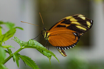 Butterfly Eueides isabella - a species of butterfly from the Rusalidae family and subfamily Heliconiinae.