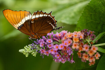 Butterfly Siproeta epaphus on a flower - a species of butterflies from the Rusalidae family and the Nymphalinae subfamily.